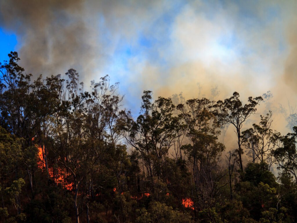 Bushfire burning in the Australian bush